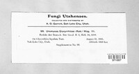 Uromyces glycyrrhizae image